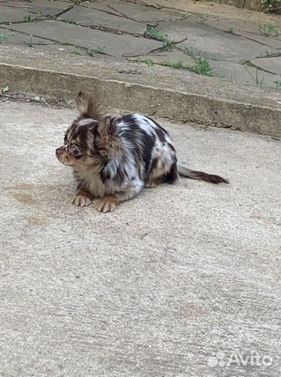 Чихуахуа яркая Масяня Мэрле