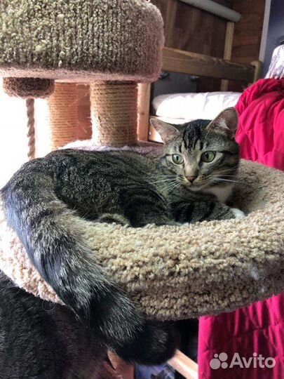 Котики и кошечки Приют