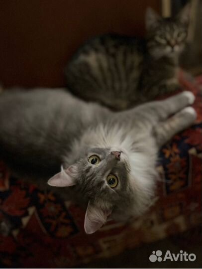 Кот в добрые руки