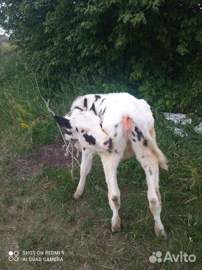 Продам телочку