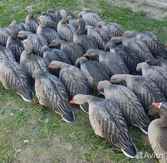 Флоковые чучела белолобого гуся greenhead