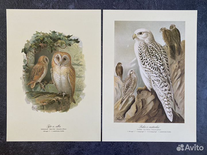 Литография хищные птицы, Германия