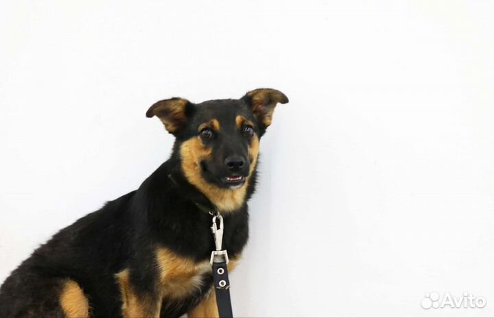 Щенок овчаровидного типа