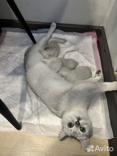 Британские котята