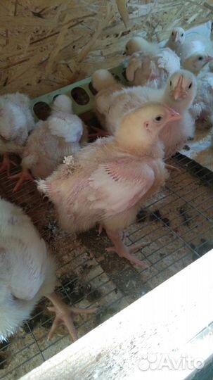 Бройлер суточный