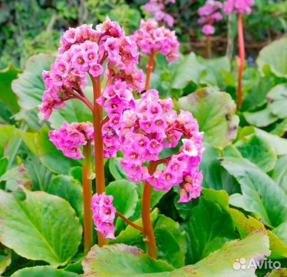 Очиток садовый (седум), бадан (бергения)