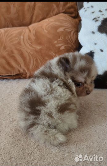 Мальчик эксклюзив