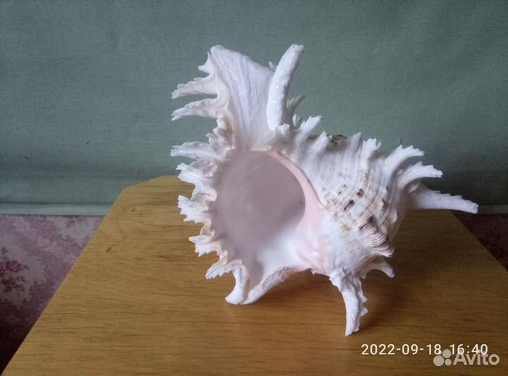 Ракушка морская