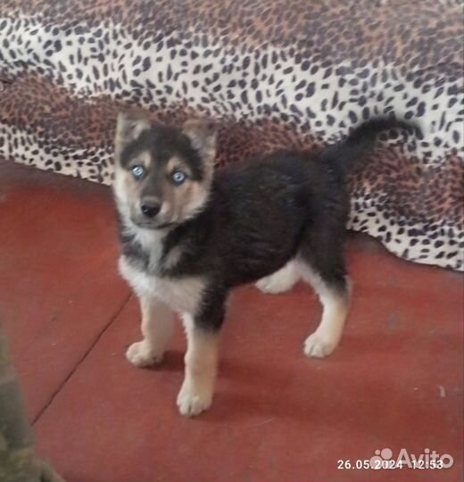 Щенки хаски бесплатно