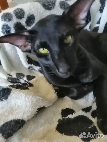 Ориентальные вязка