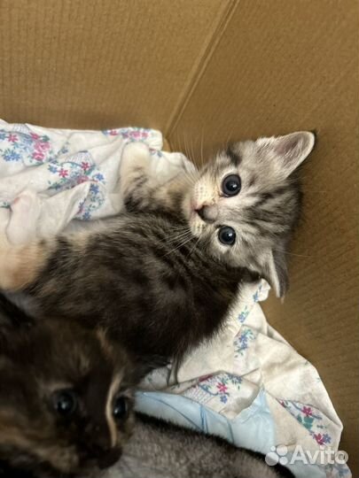 Котята отдам бесплатно