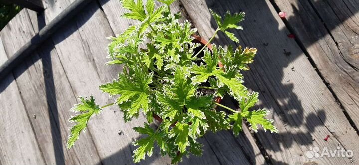 Душистые пеларгонии