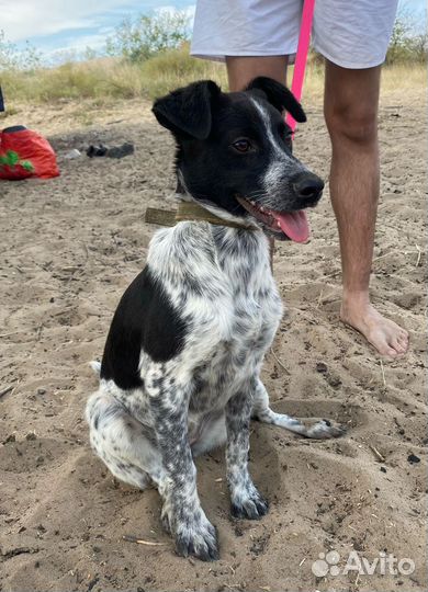 Щенок девочка в добрые руки