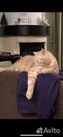 Передержка и уход за животными