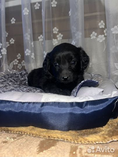 Отдам щенков в добрые руки бесплатно