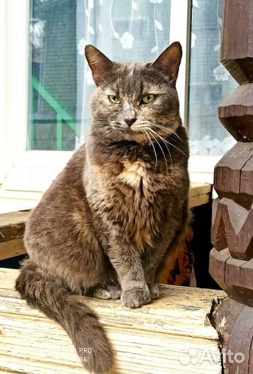 Самая ласковая кошечка в мире