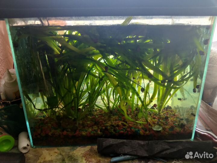 Аквариум