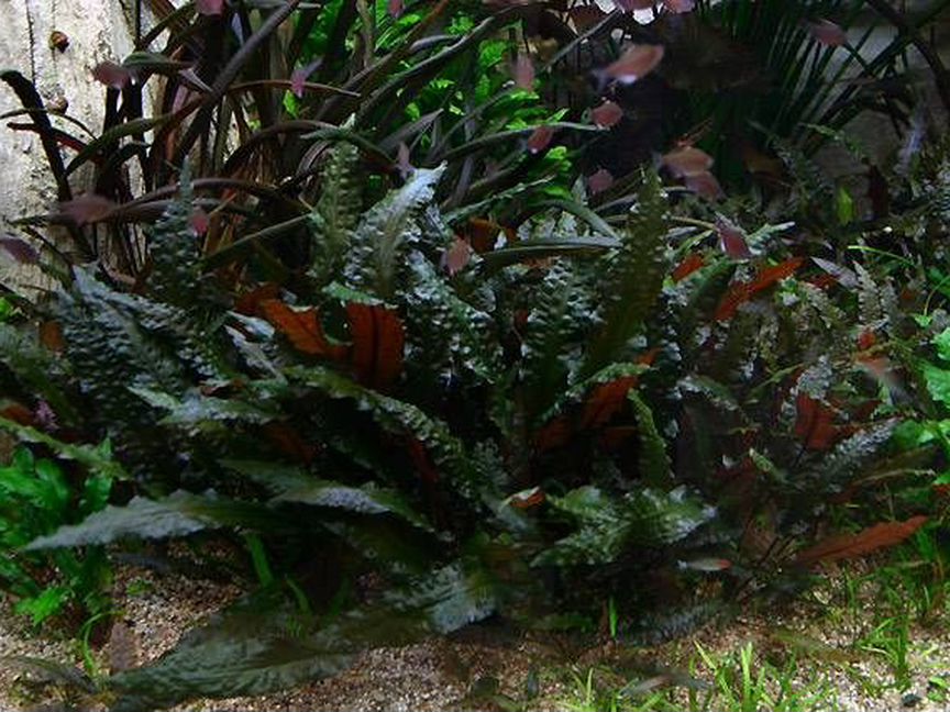 Криптокорина Вендта Ми Ойя (Cryptocoryne wendtii