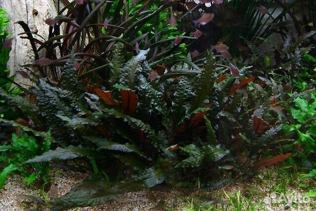 Криптокорина Вендта Ми Ойя (Cryptocoryne wendtii