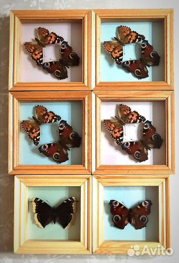 Бабочки в рамке