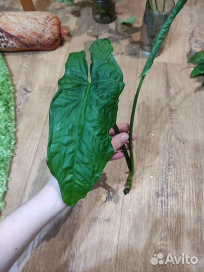 Черенки сингониумов разные