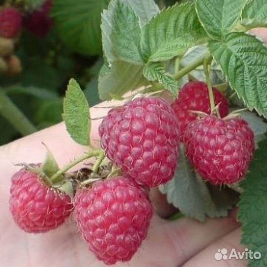 Саженцы малины