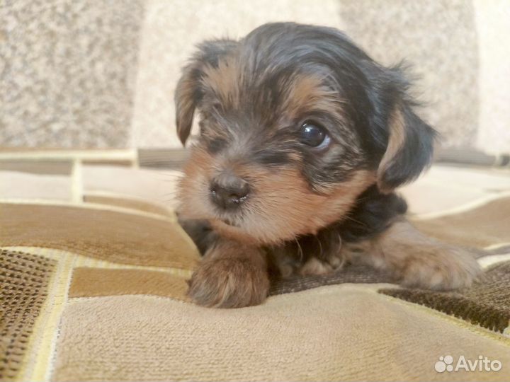 Щенки Йорка