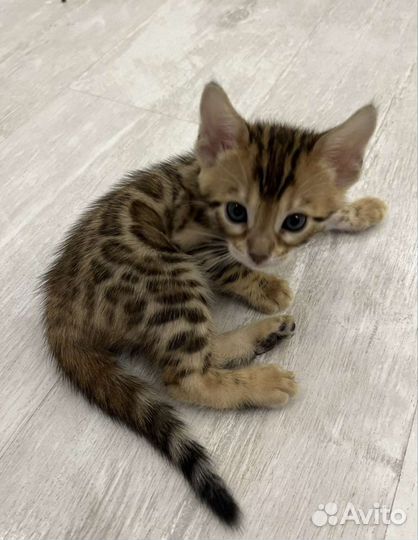 Бенгальский котёнок