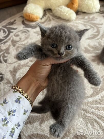 Шотландская