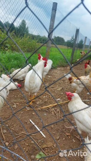 Петухи молодые