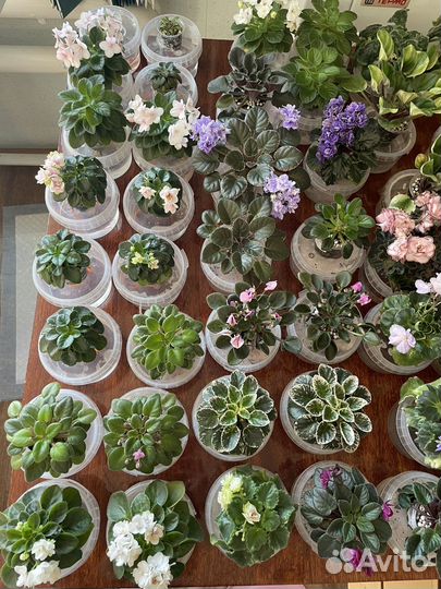 Фиалка сортовые мини