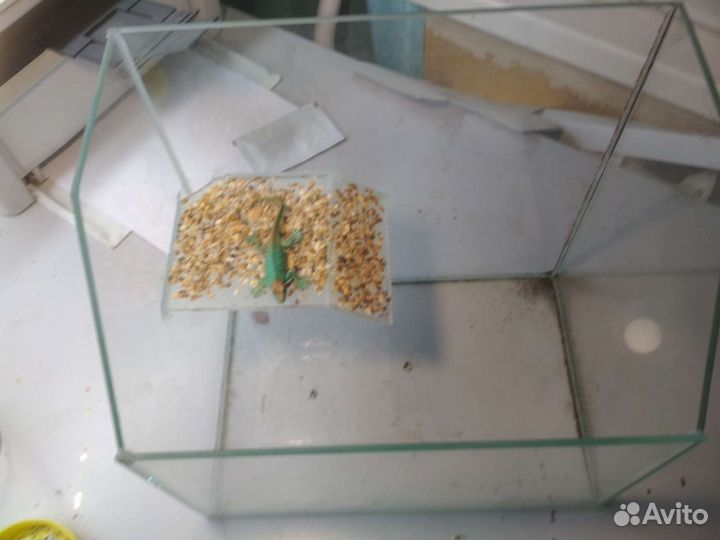 Аквариум или терариум