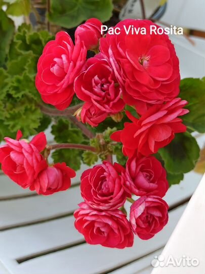 Герань пеларгония