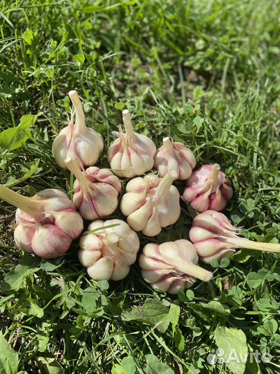 Чеснок сортовой