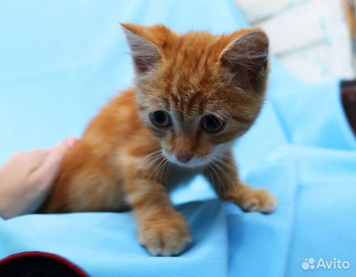 Рыжий котик ищет дом
