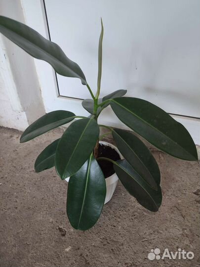 Редкие фикусы