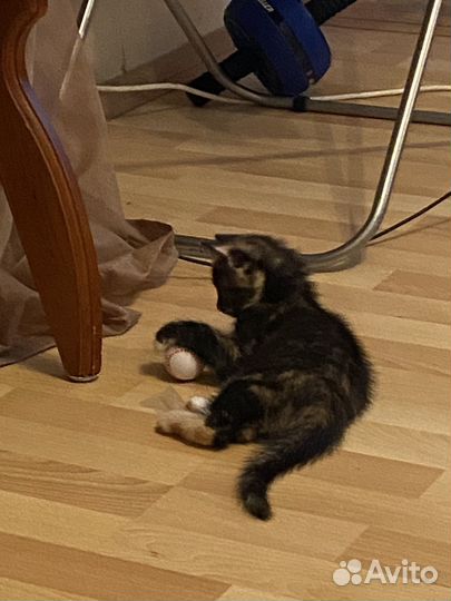 Котята в добрые руки:черненький и трехцветный