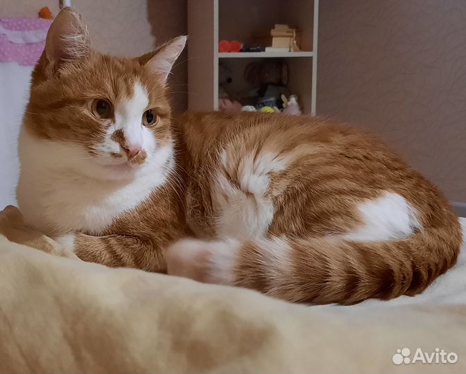 Отдам в добрые руки самого послушного котика