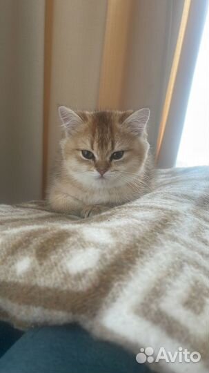 Британская