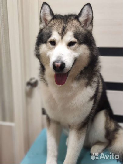 Груминг собак