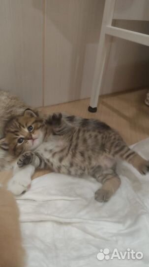 Котята в добрые руки приучены к лотку