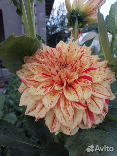 Георгин, клубни