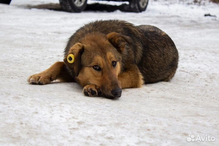 Собака в добрые руки