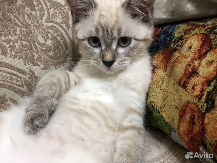 Котенок девочка в добрые руки