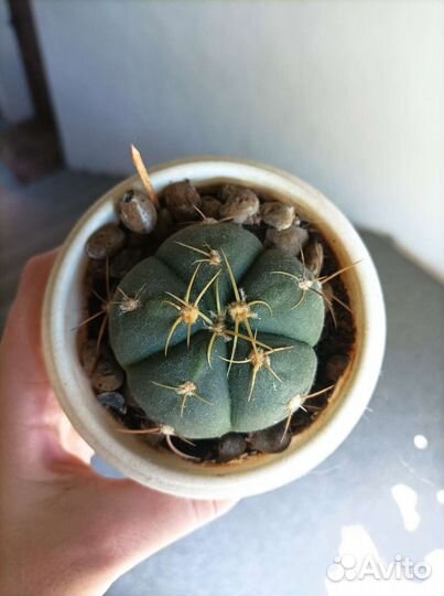 Цветы на доставку