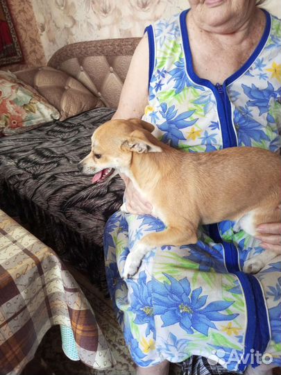 Карликовый пинчер