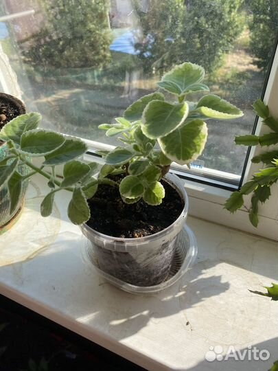 Комнатные цветы