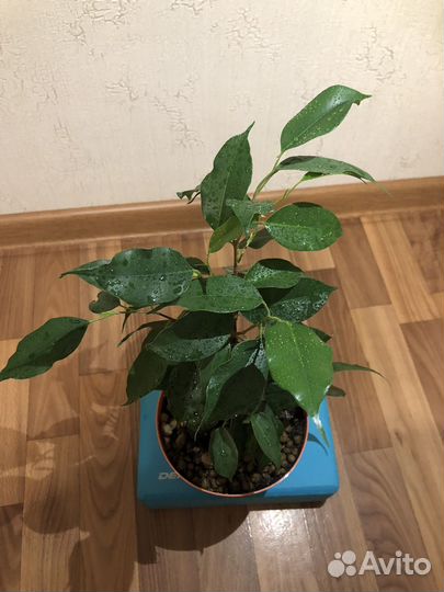 Фикус бенджамина