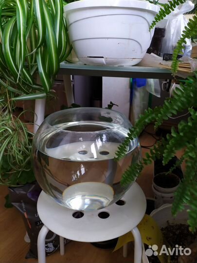 Аквариум 10 литров. Флорариум. Террариум