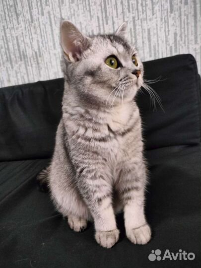 Британская шиншилла серебро котята